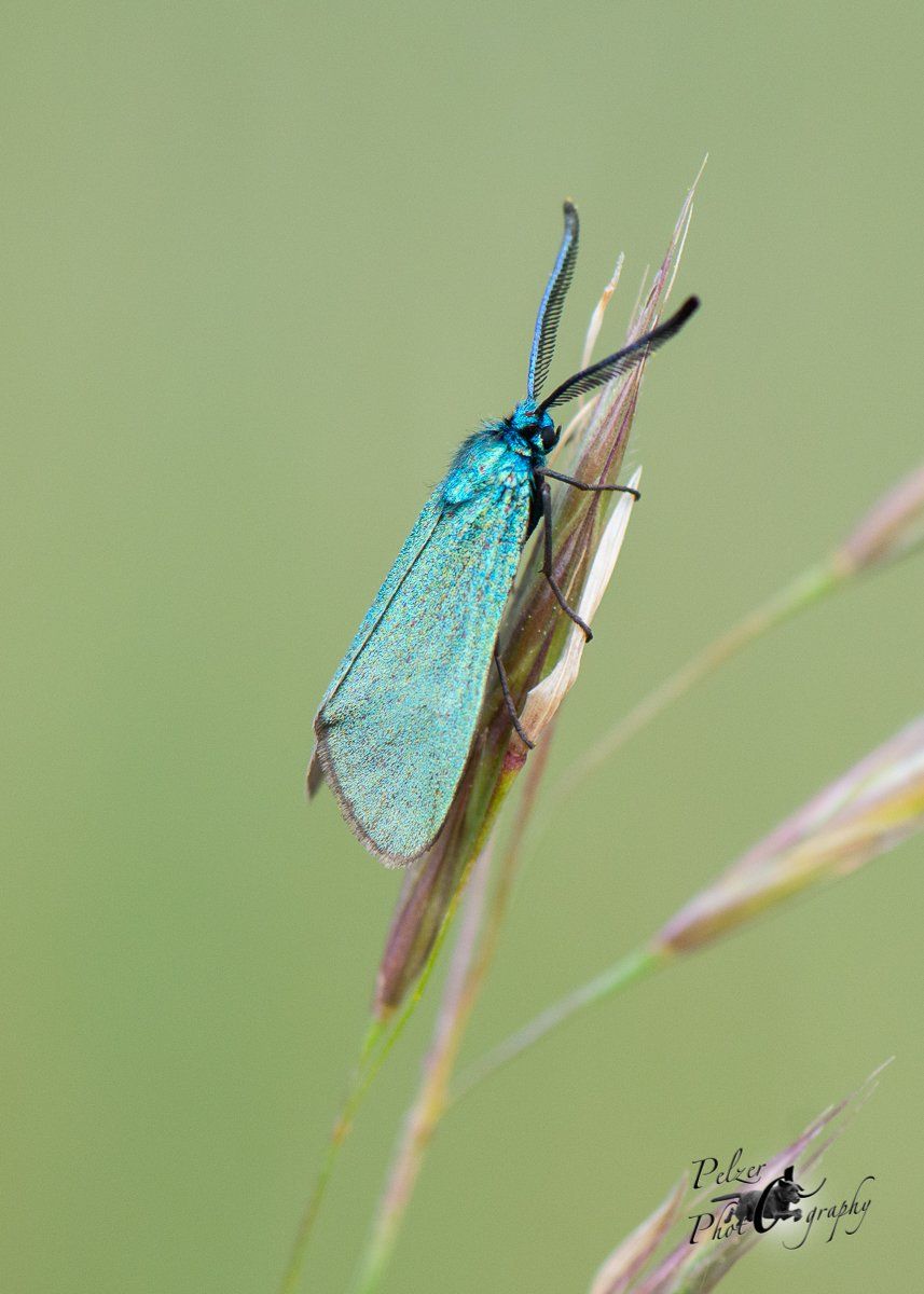 Ampfer-Grünwidderchen (Adscita statices)