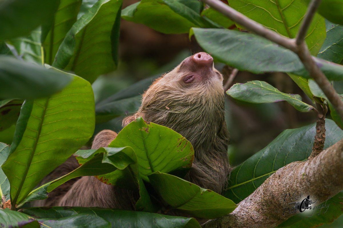 Hoffmann-Zweifingerfaultier (Choloepus hoffmanni)