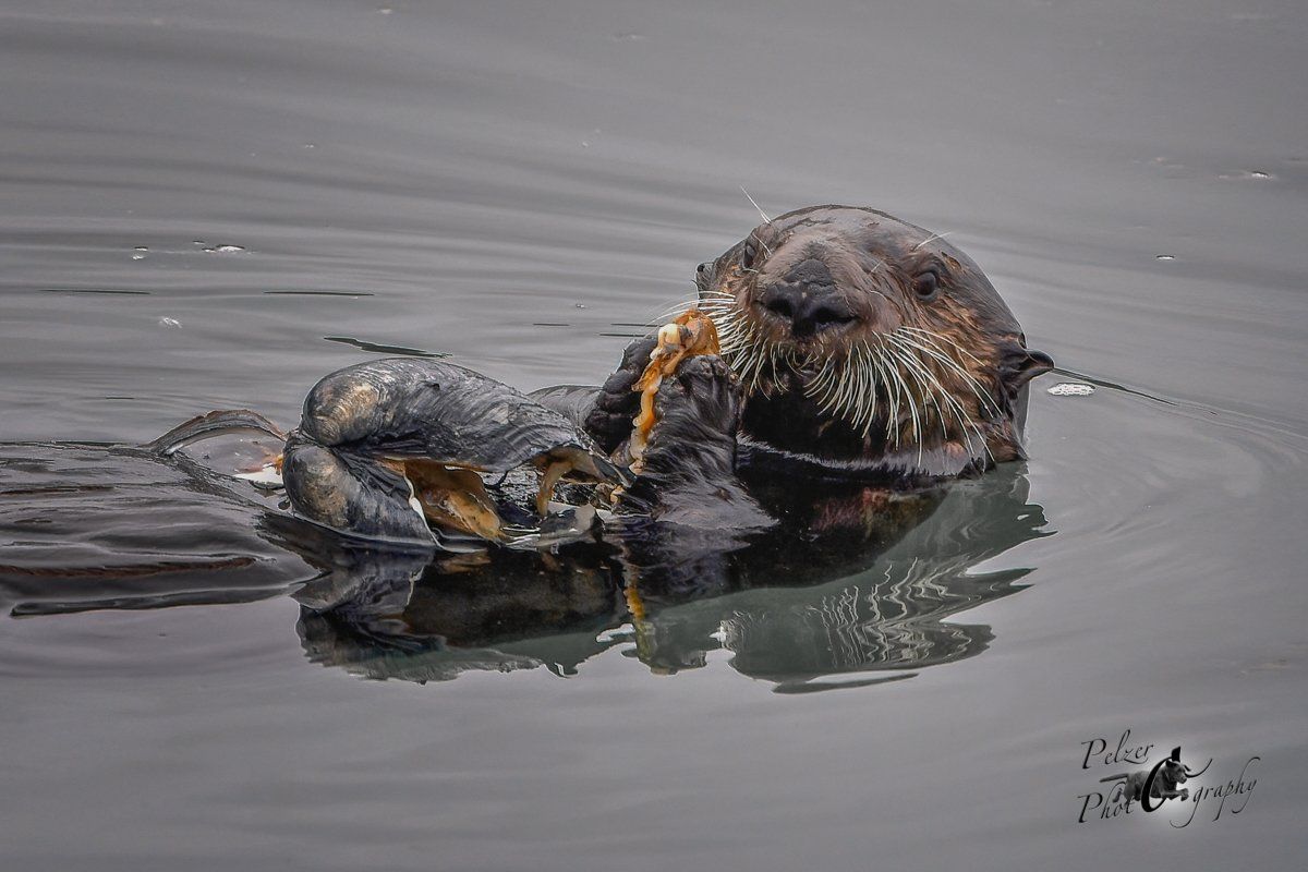 Seeotter (Enhydra lutris)
