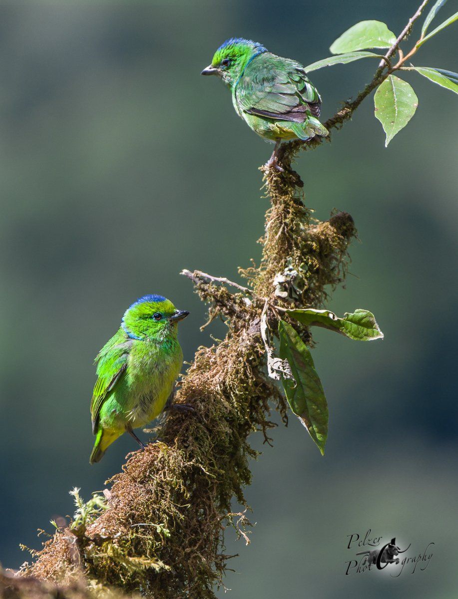 Goldbrauen-Organist (Chlorophonia callophrys)
