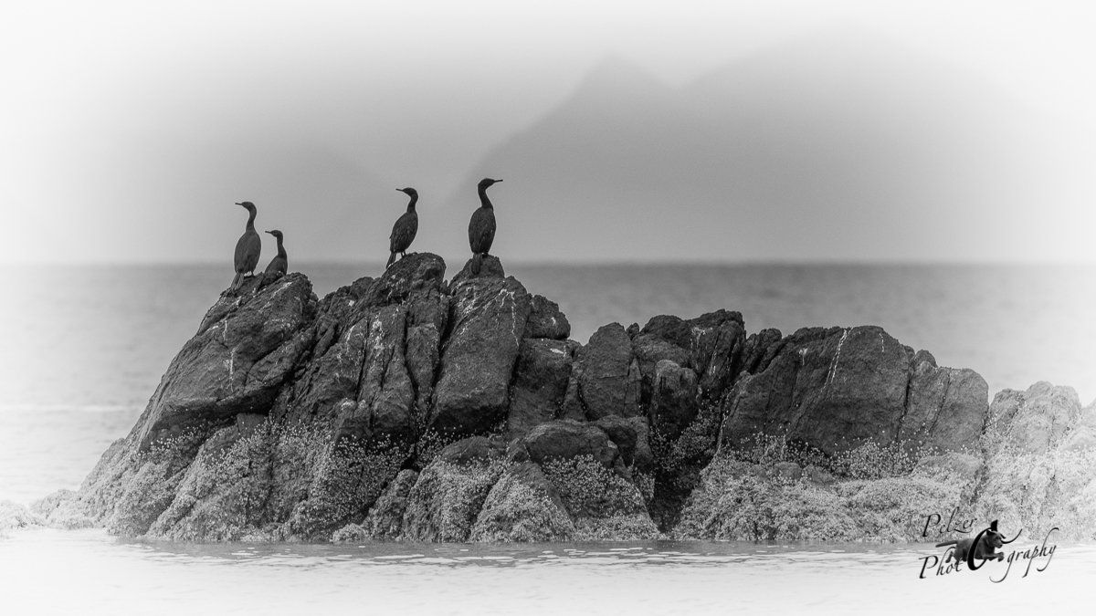 Ohrenscharben (Phalacrocorax auritus)
