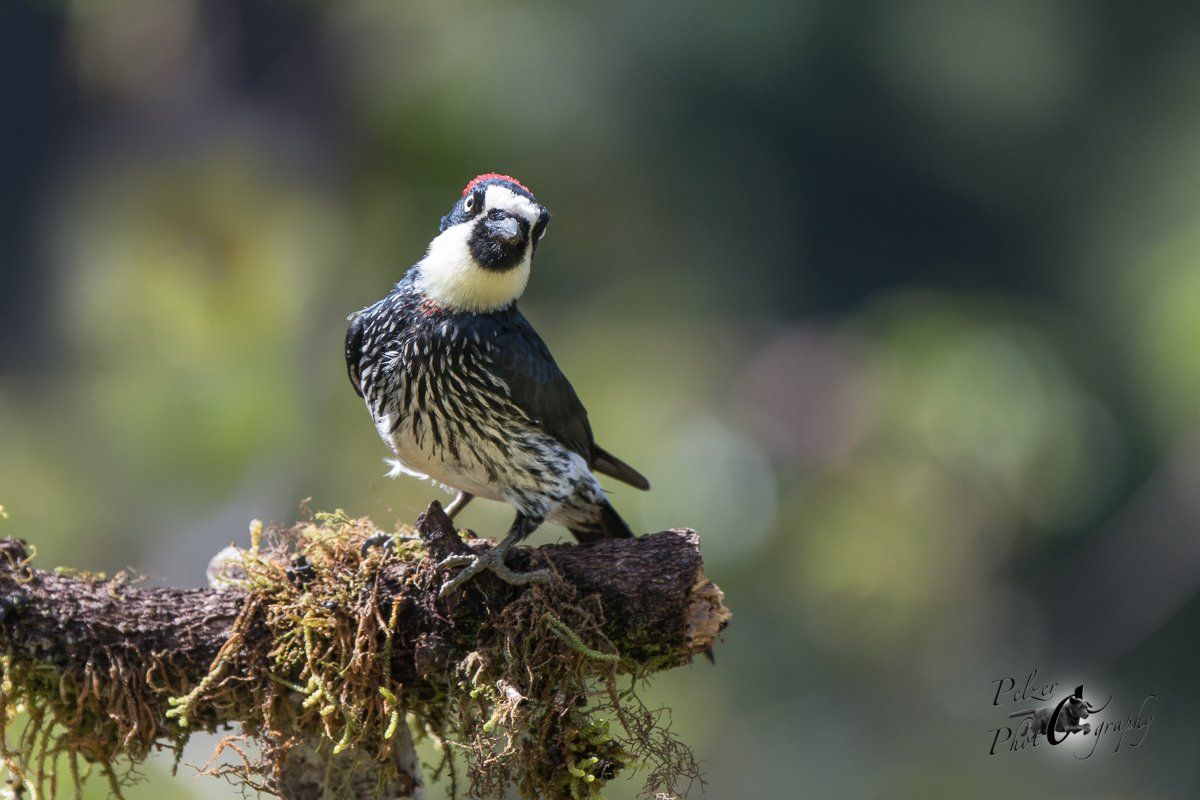 Eichelspecht (Melanerpes formicivorus)