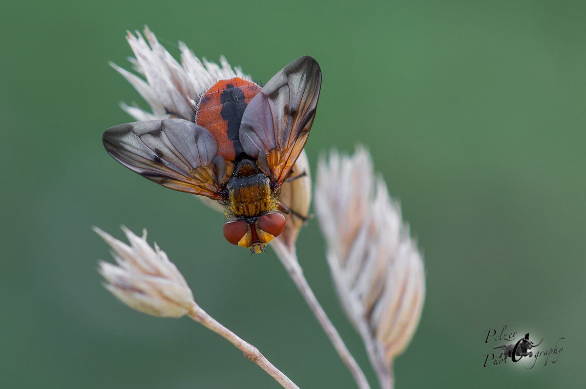 Breitflüglige Raupenfliege (Ectopasia crassipennis)
