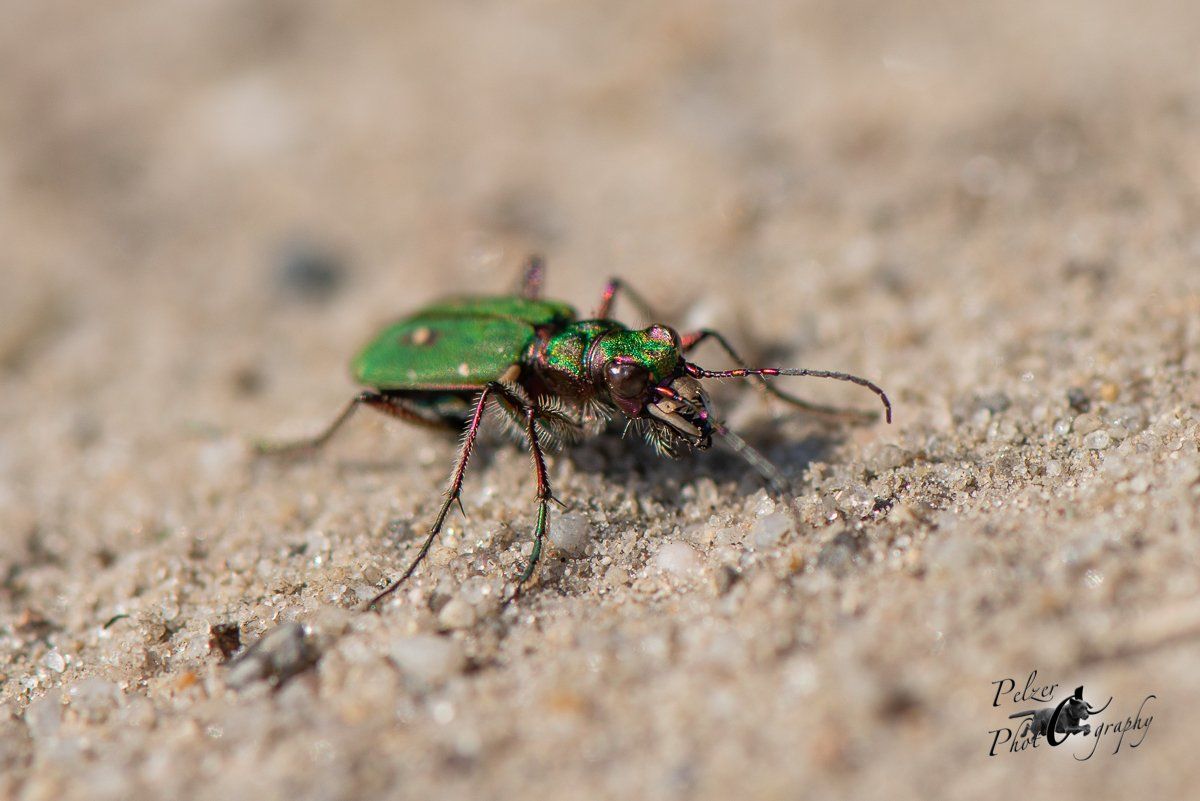 Feldsandläufer (Cicindela campestris)