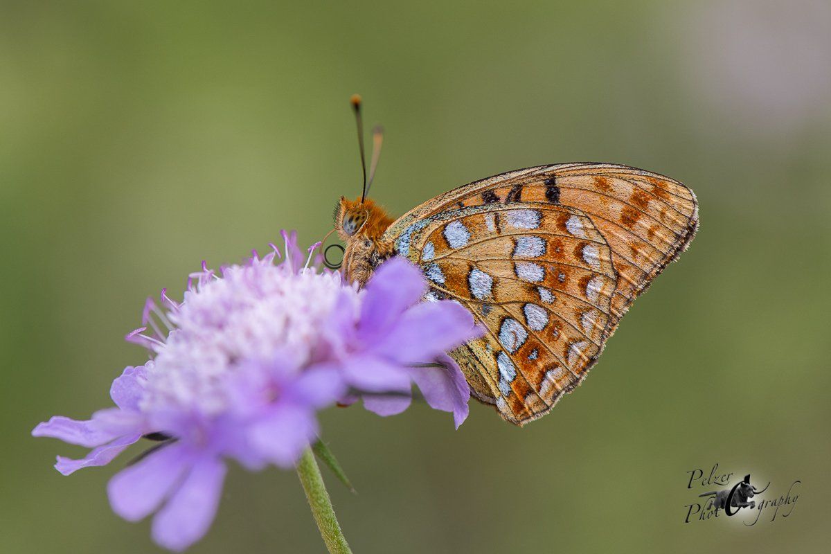 Feuriger Perlmuttfalter (Argynnis adippe)