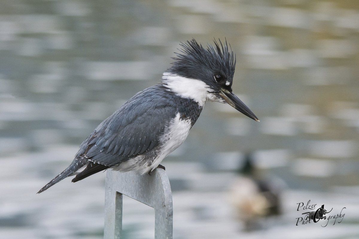 Gürtelfischer (Megaceryle alcyon)