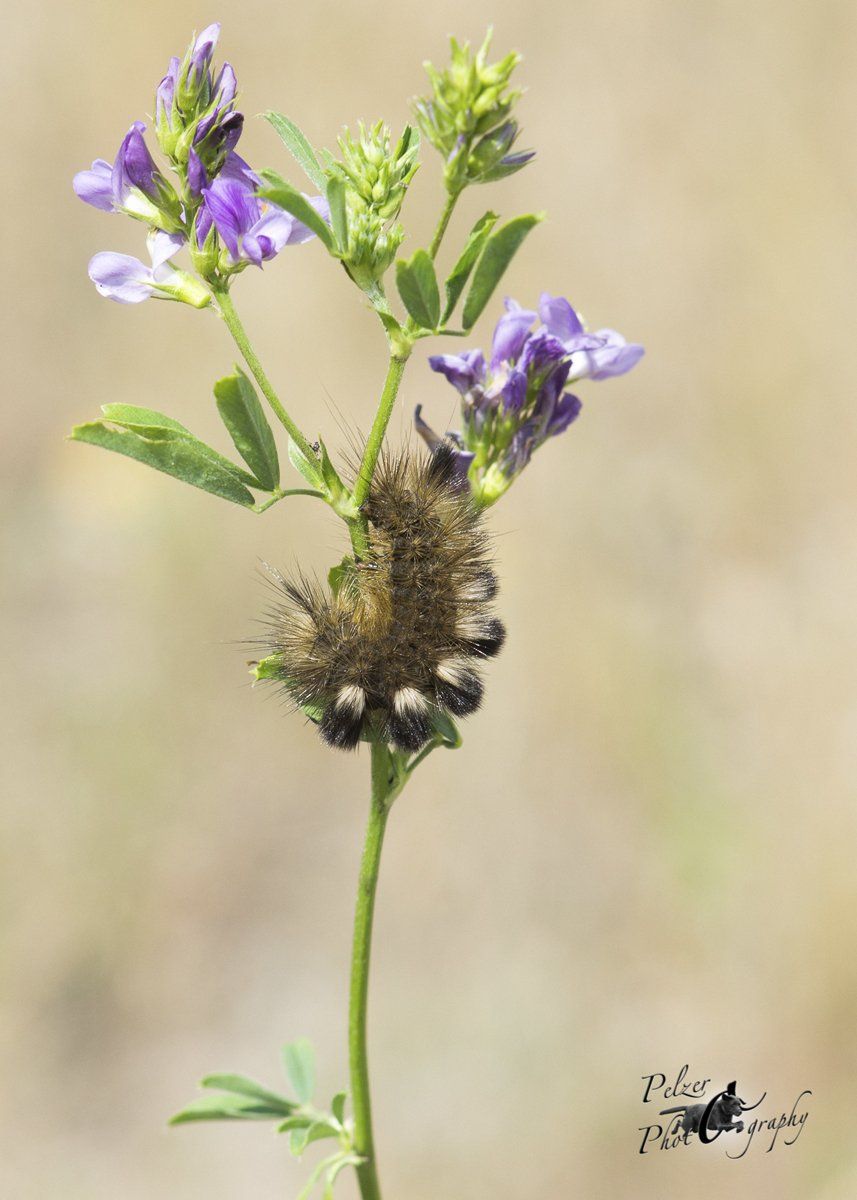 Ginster-Streckfuß (Calliteara fascelina)