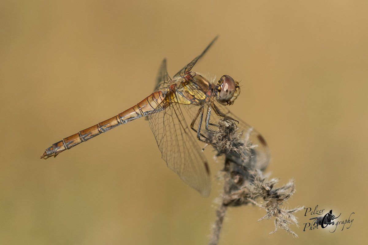 Große Heidelibelle (Sympetrum striolatum)