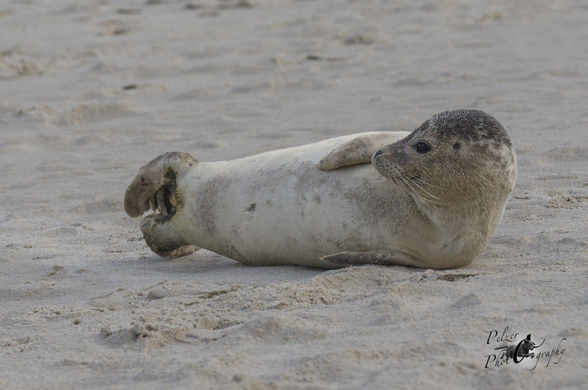 Helgoland Europäischer Seehund (Phoca vitulina vitulina)
