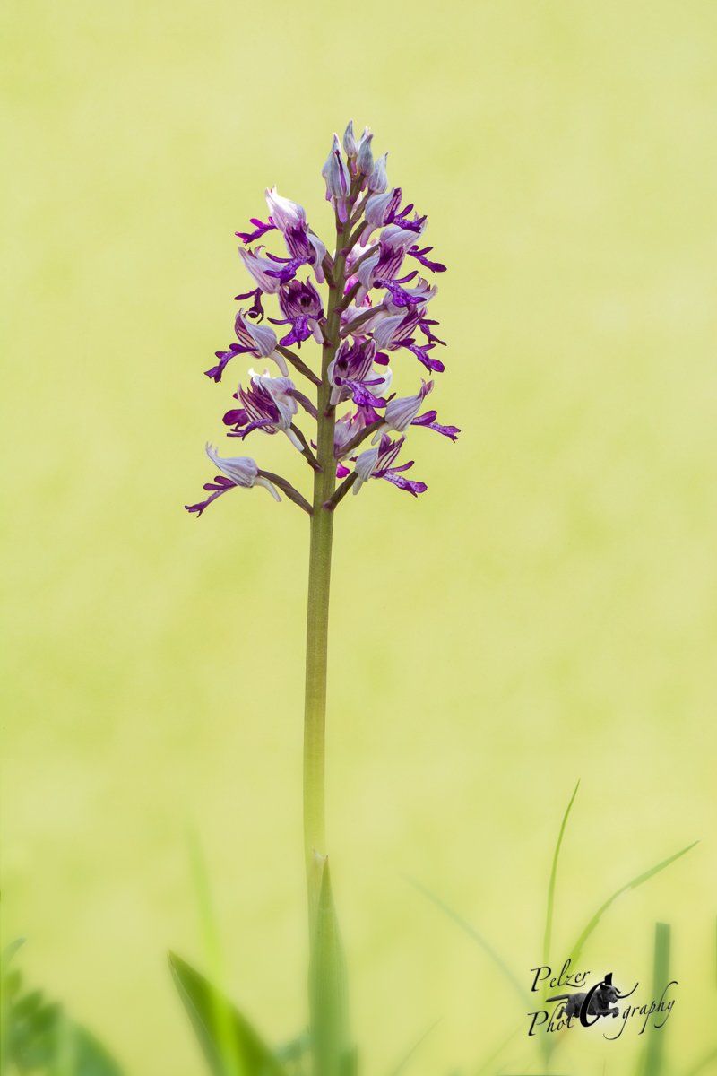 Helm-Knabenkraut (Orchis militaris)