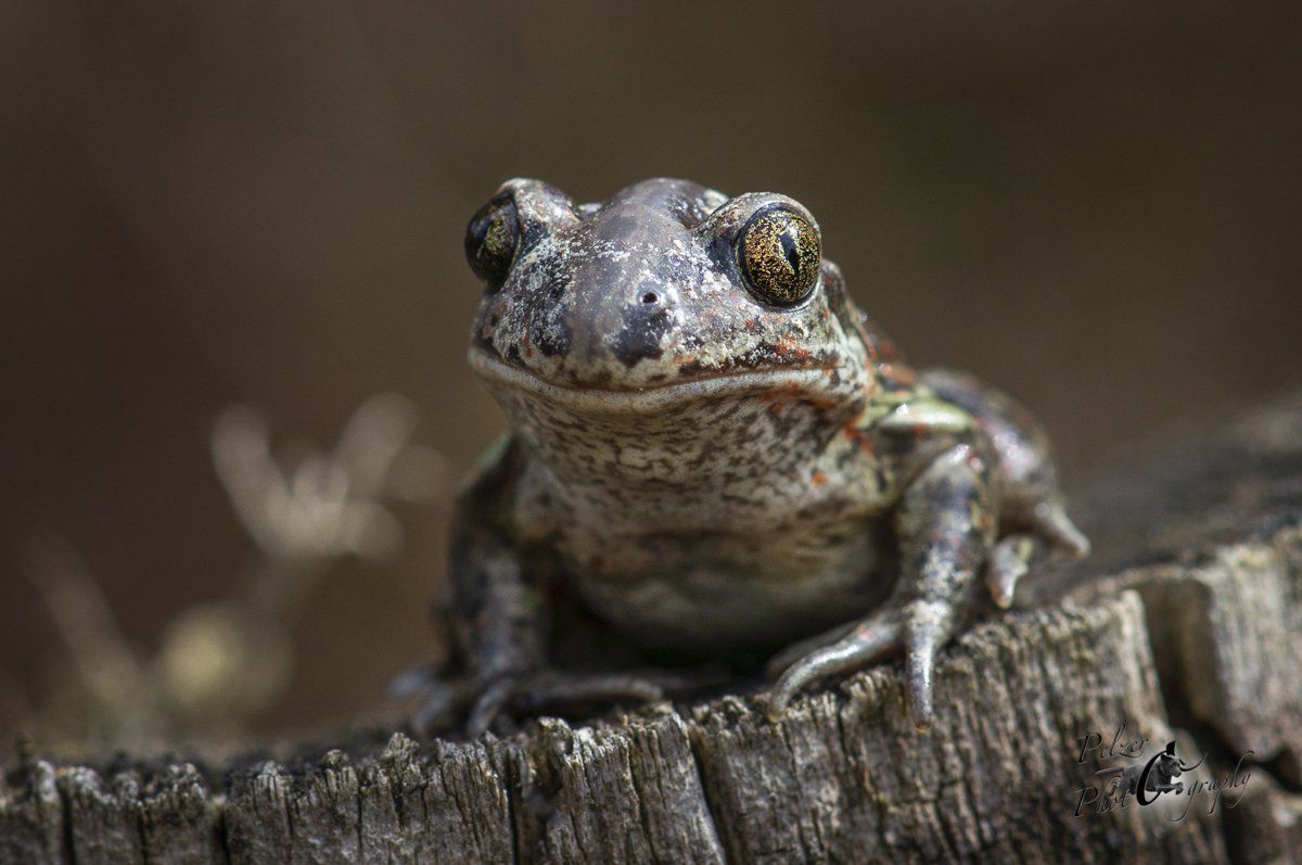 Knoblauchkröte (Pelobates fuscus)