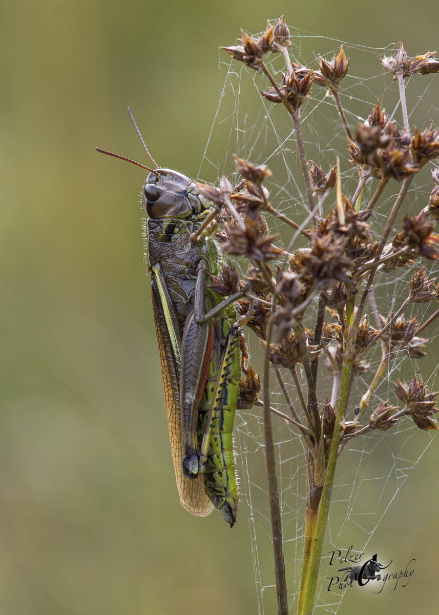 Sumpfschrecke (Stethophyma grossum)