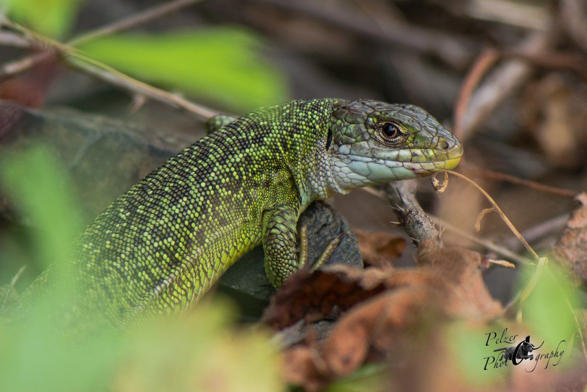 Westliche Smaragdeidechse (Lacerta bilineata)