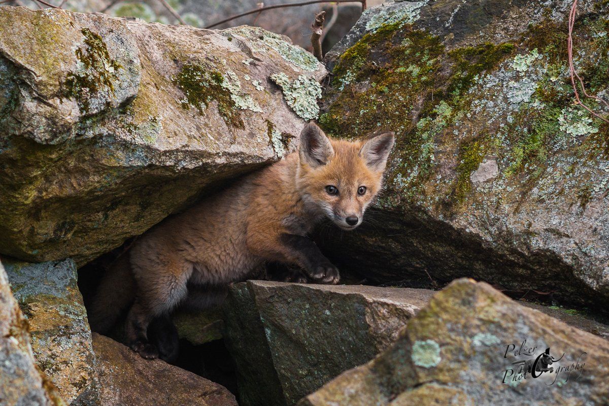 Rotfuchs (Vulpes vulpes)