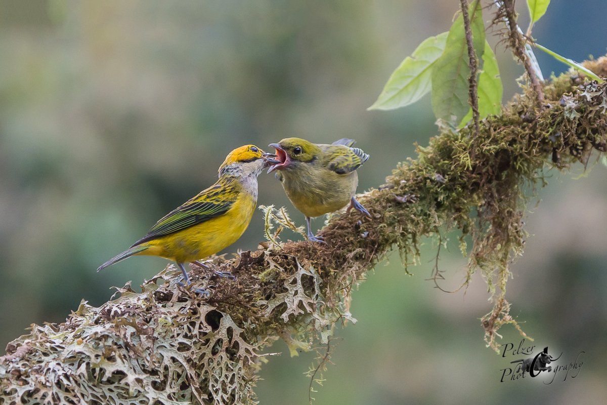 Silberkehltangar (Tangara icterocephala frantzii)