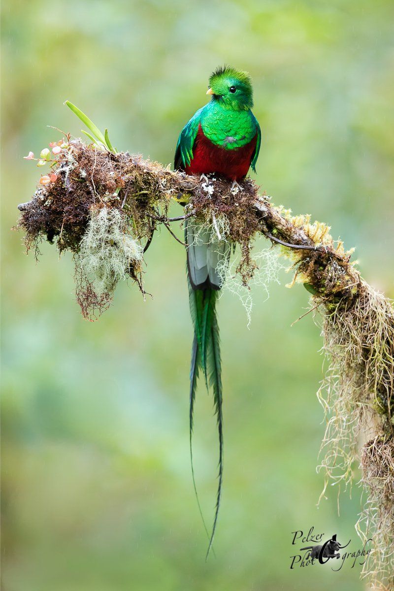 Quetzal (Pharomachrus mocinno)