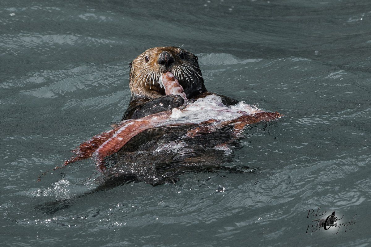 Seeotter (Enhydra lutris)