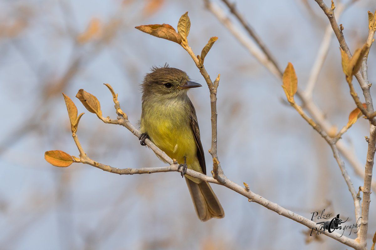 93 Galápagosschopftyrann (Myiarchus magnirostris)