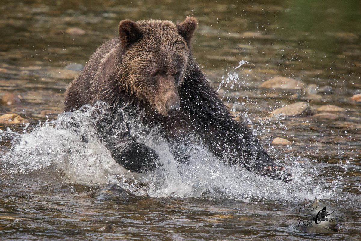 Klippen-Austernfischer (Haematopus bachmani)
