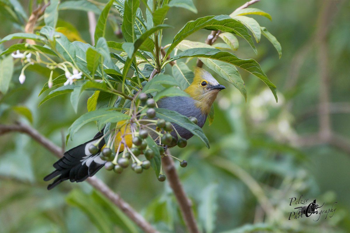 Langschwanz-Seidenschnäpper (Ptiliogonys caudatus)