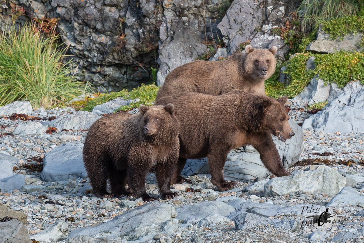 Grizzlybären (Ursus arctos horribilis)