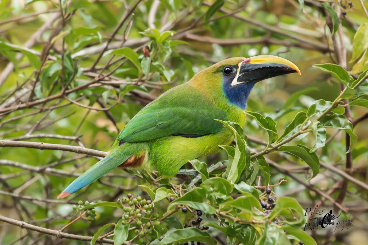 Laucharassari (Aulacorhynchus prasinus)