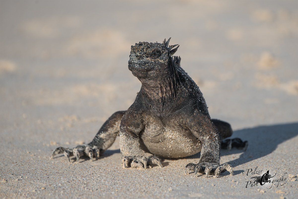 98 Santa Cruz Meerechse (Amblyrhynchus cristatus hassi)