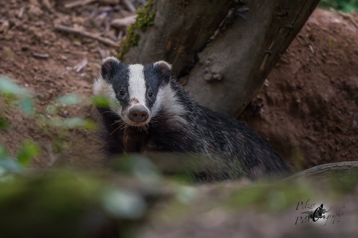 Europäischer Dachs am Bau