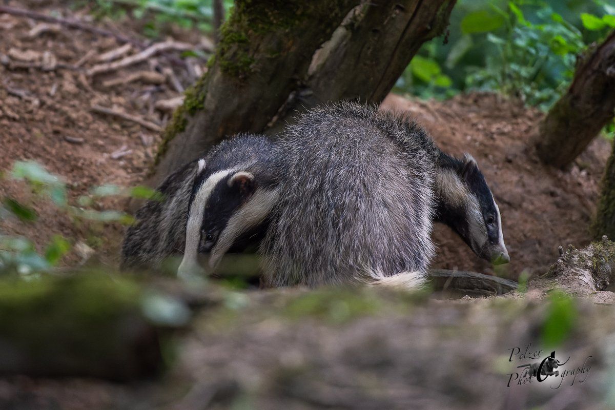 Europäische Dachse am Bau