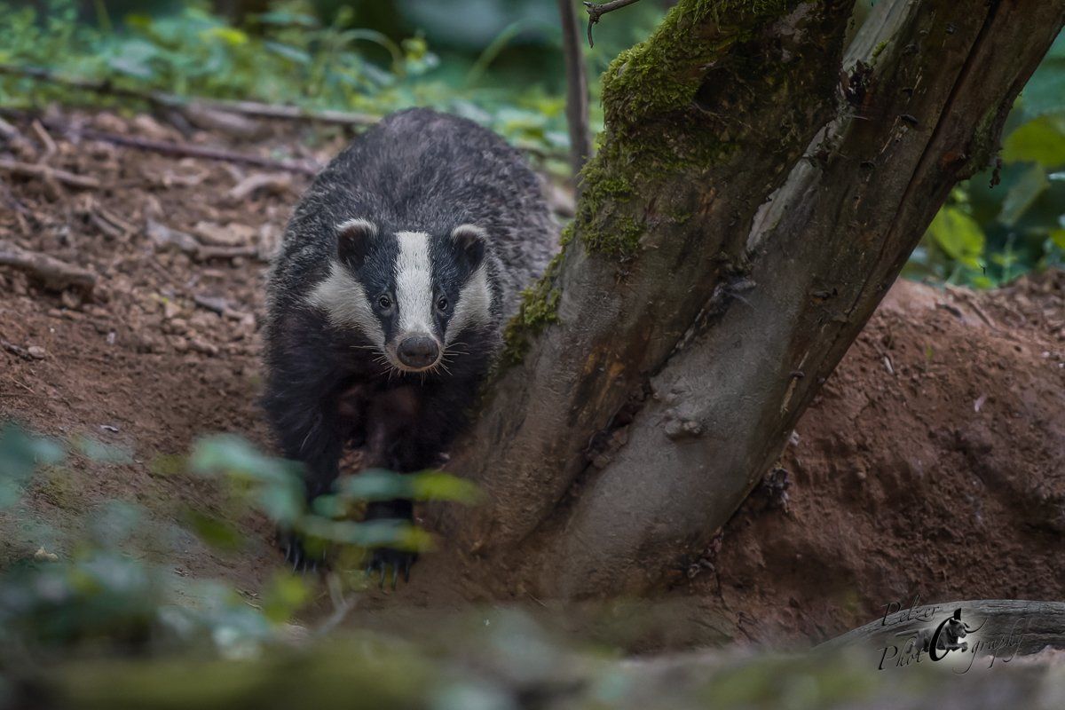Europäischer Dachs am Bau