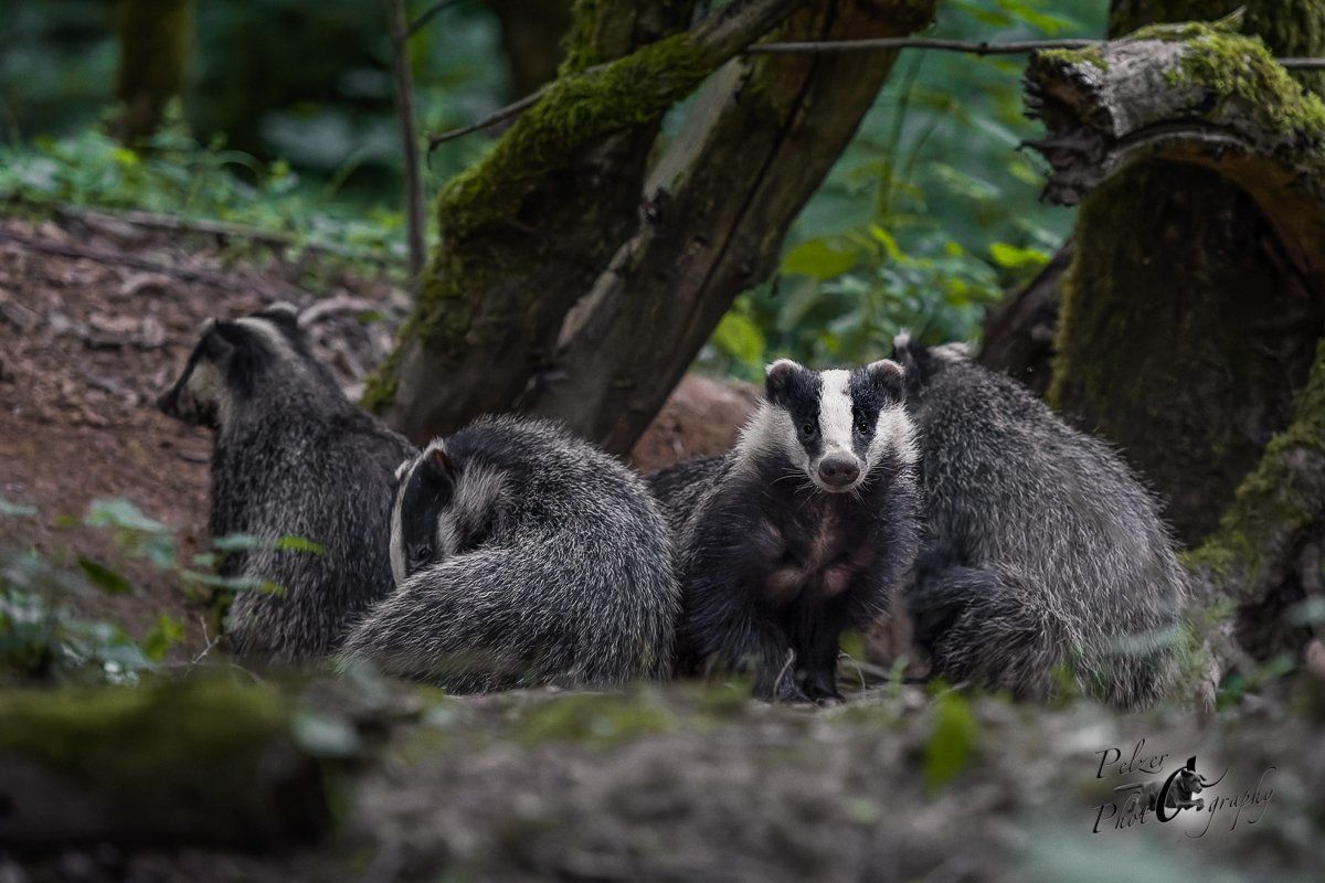 Dachs Familie am Bau