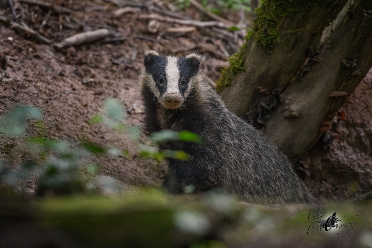 Europäischer Dachs am Bau