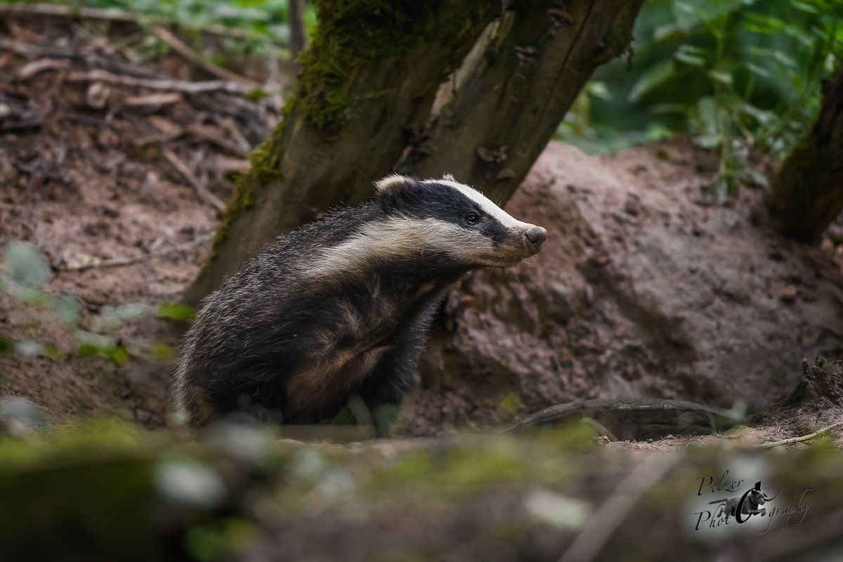 Europäischer Dachs am Bau
