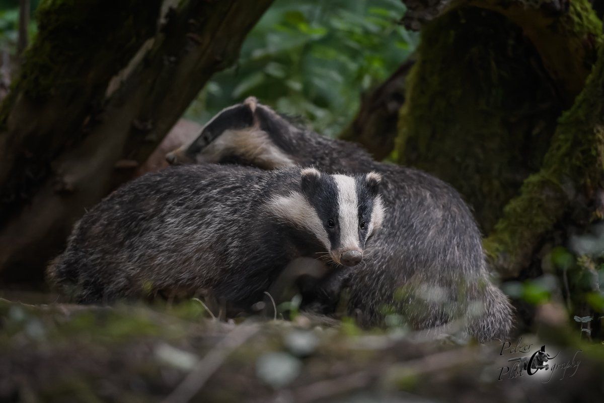 Europäische Dachse am Bau