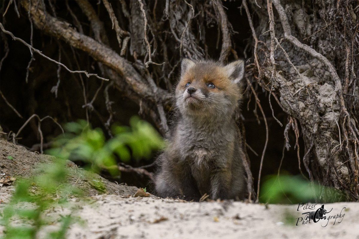 Rotfuchs Welpe vor dem Bau