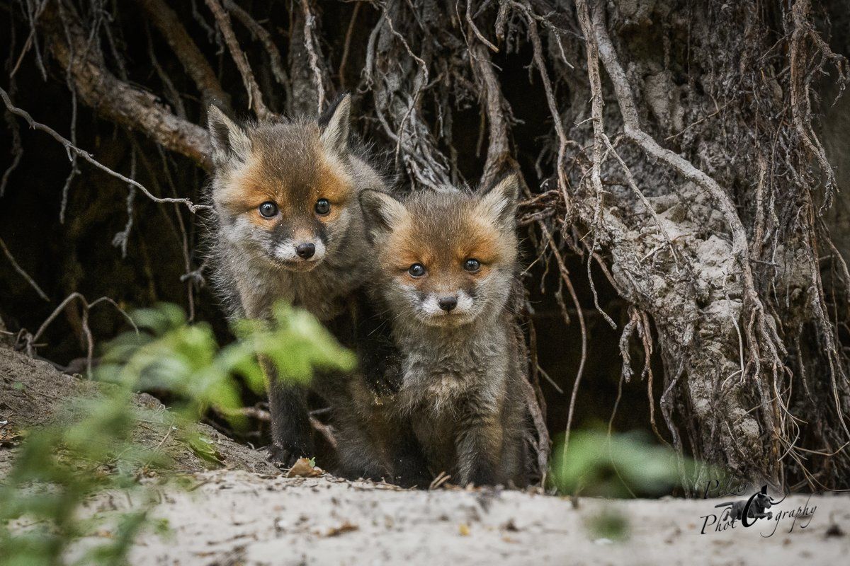 Rotfuchs Welpen vor dem Bau
