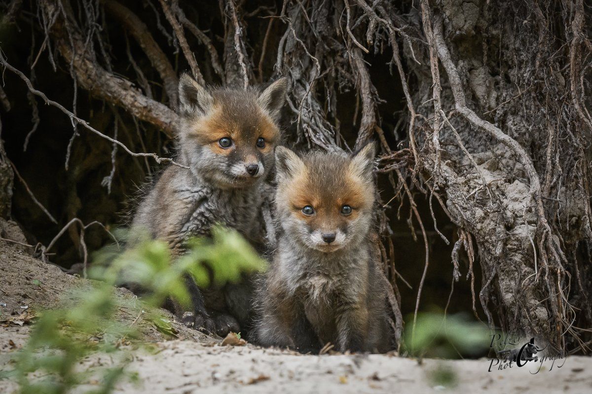 Rotfuchs Welpen vor dem Bau