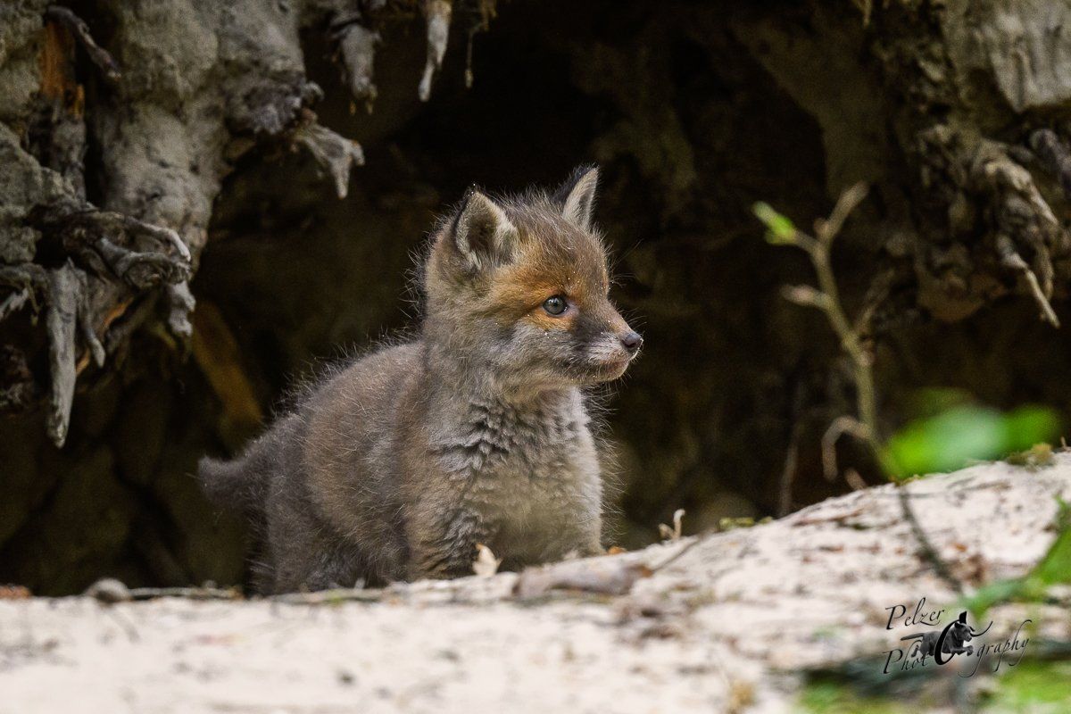 Rotfuchs Welpe vor dem Bau
