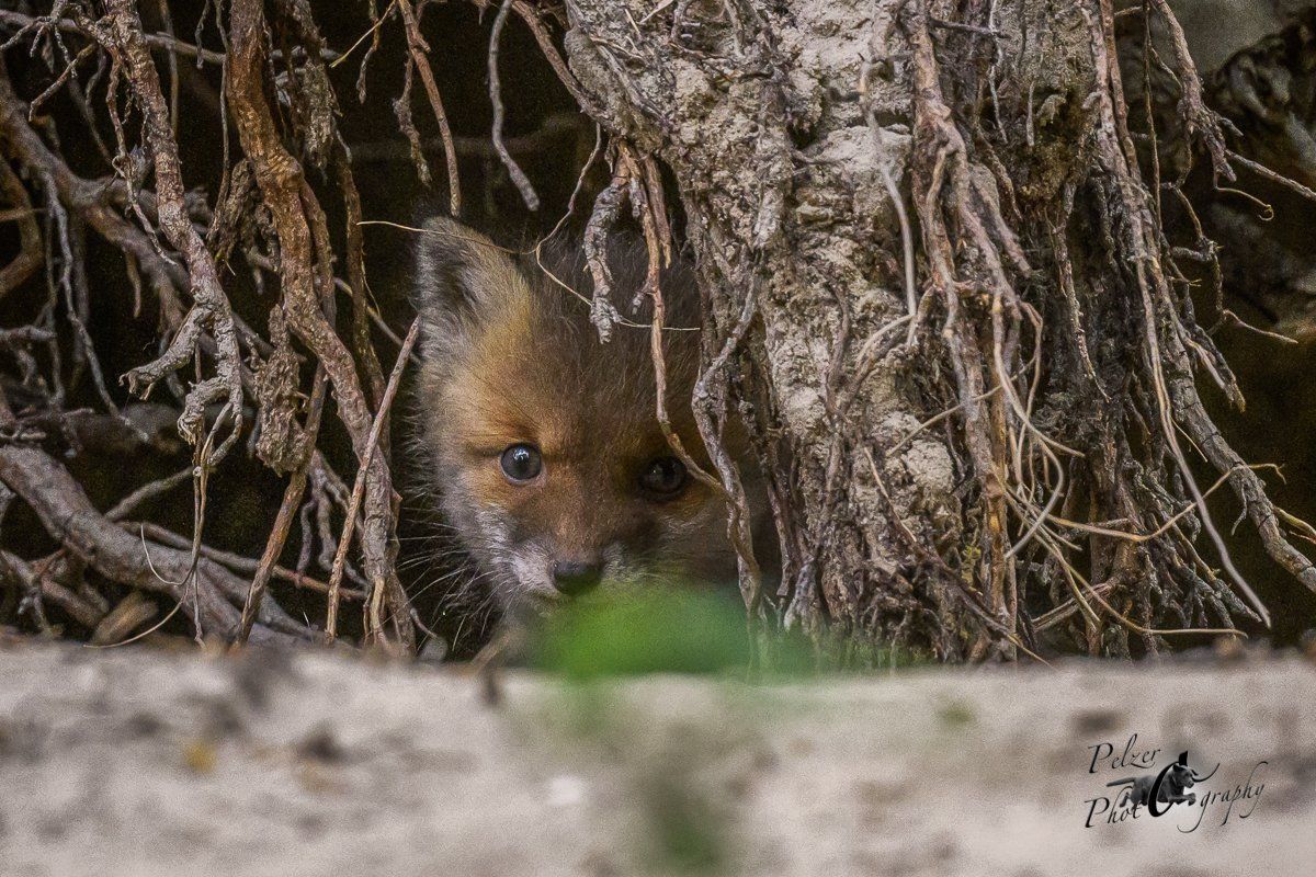Rotfuchs Welpe im Bau