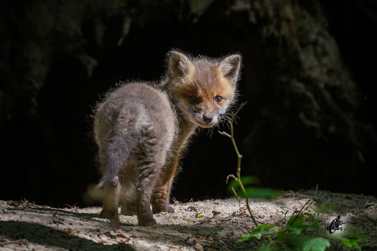 Rotfuchs Welpe vor dem Bau