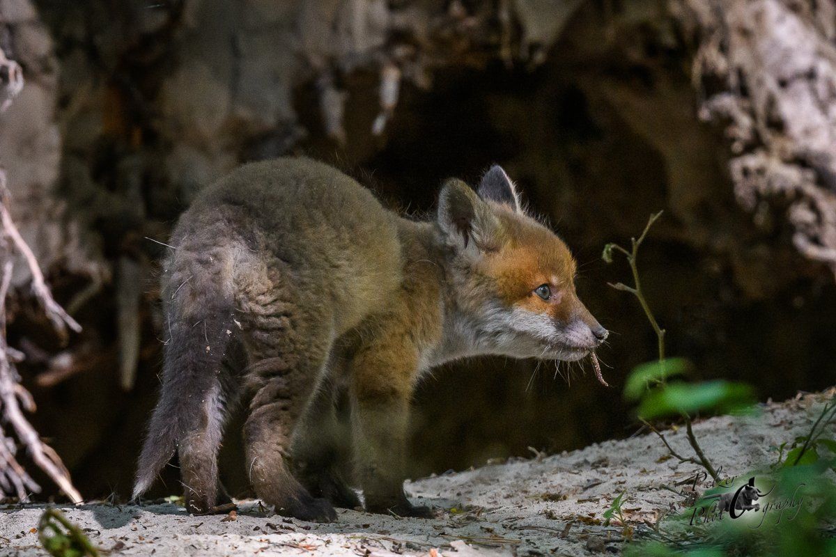 Rotfuchs Welpe vor dem Bau
