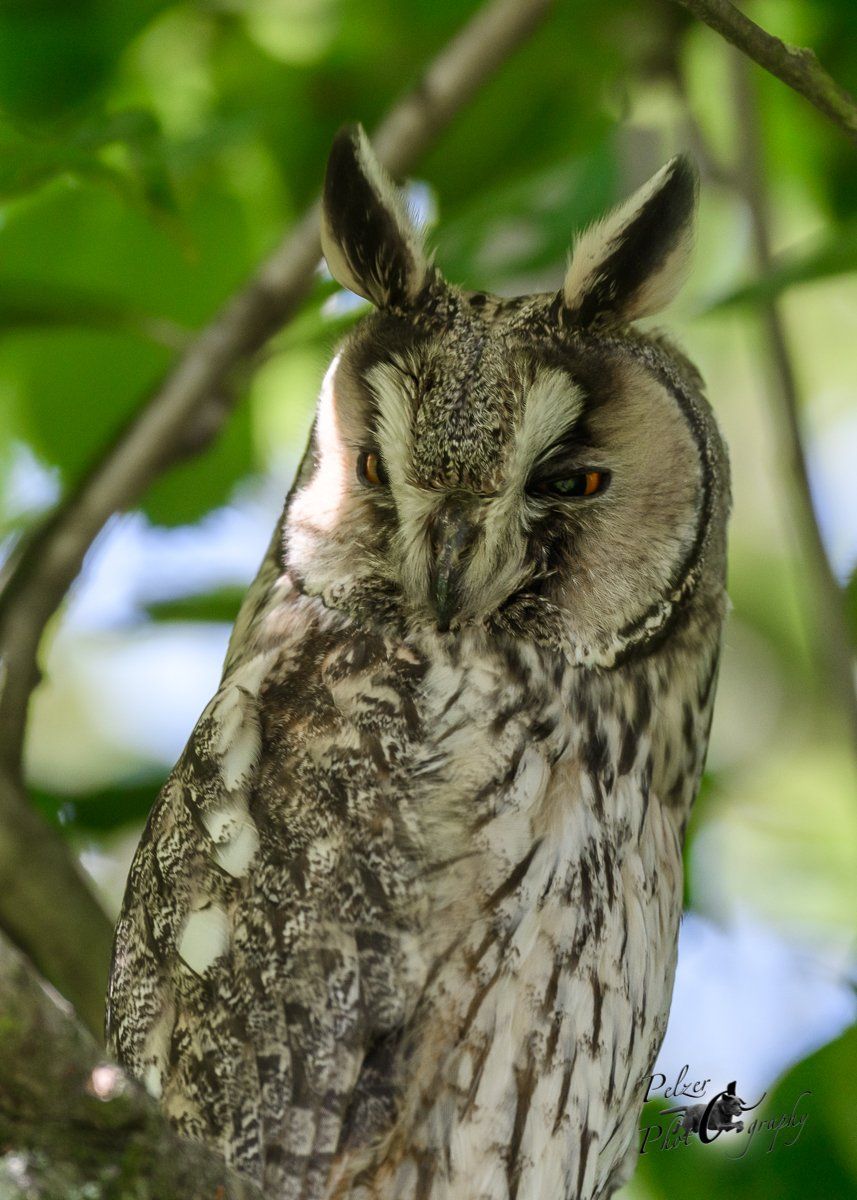 Waldohreulen Portrait