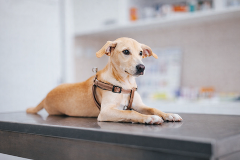 Un cane color beige con una pettorina giace su un tavolo di metallo in un ambiente luminoso e asettico che ricorda uno studio veterinario.