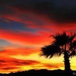 A palm tree is silhouetted against a colorful sunset sky.