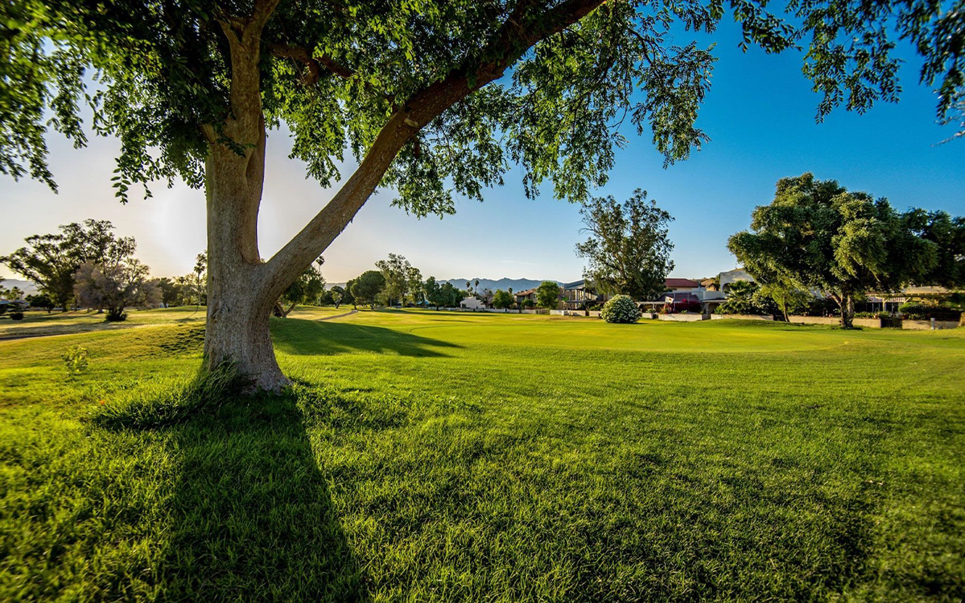 There is a tree in the middle of a lush green field.