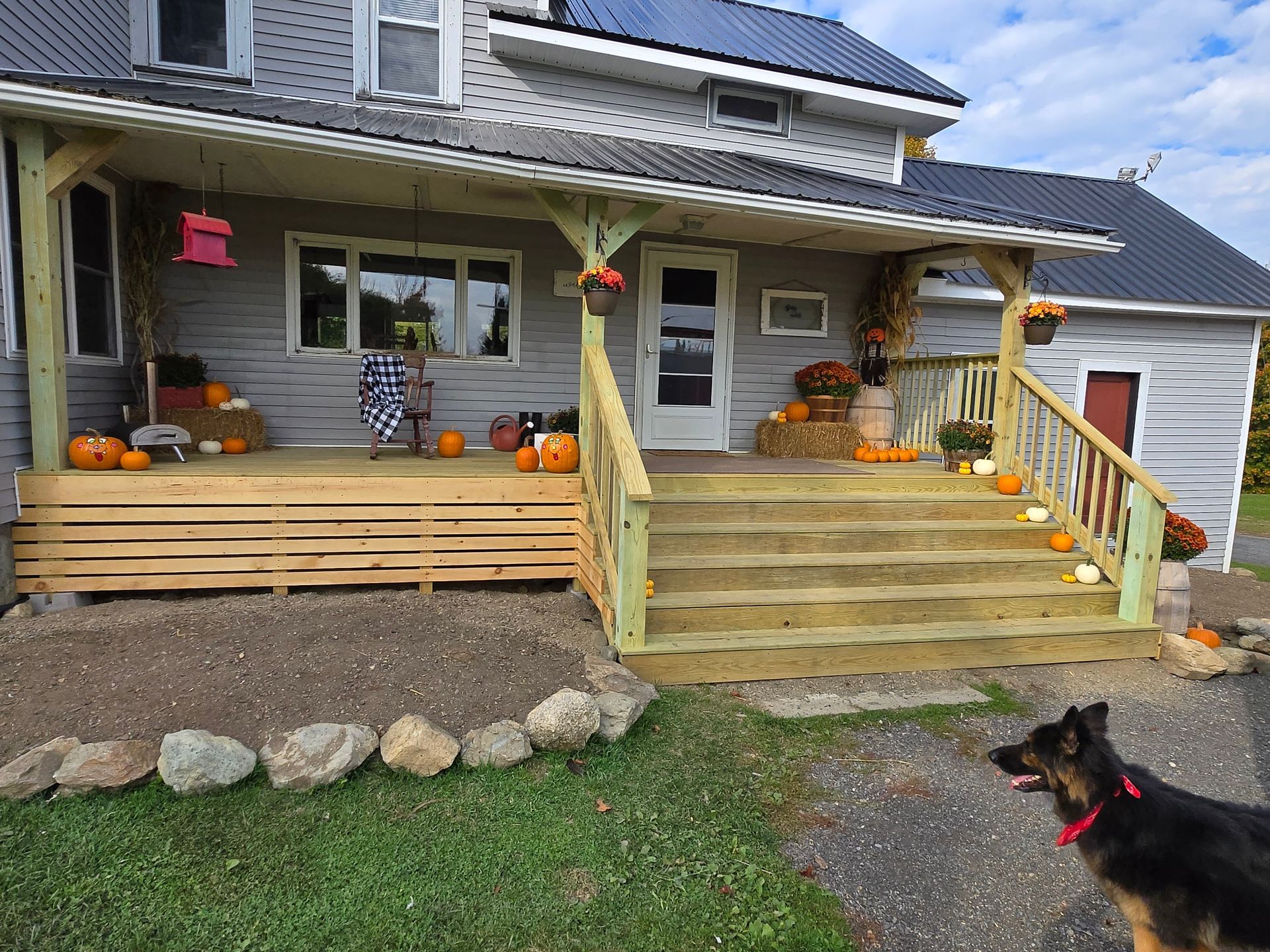 A dog is standing in front of a house with a porch decorated for fall.