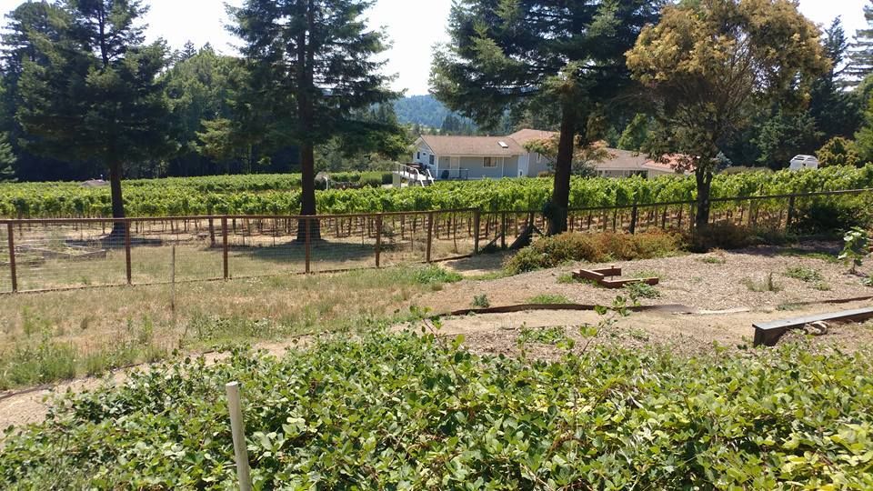A vineyard with trees and a house in the background