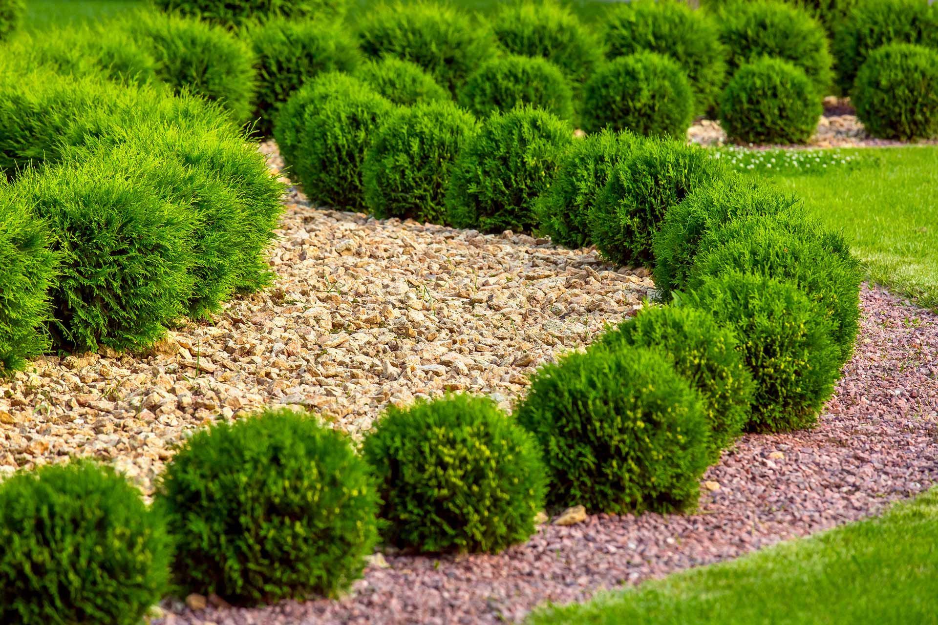 Shrub Trimming Services