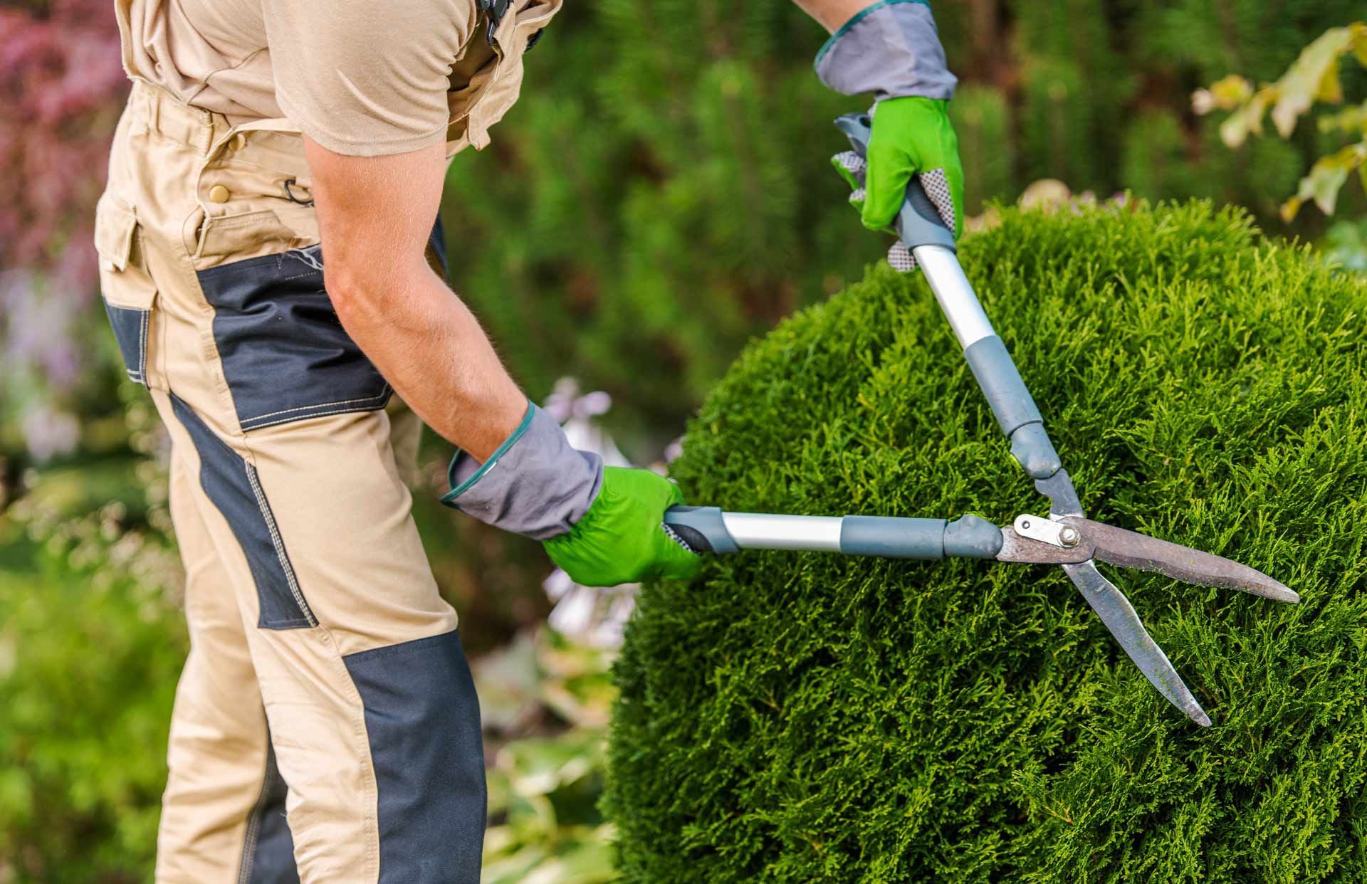  Shrub Maintenance