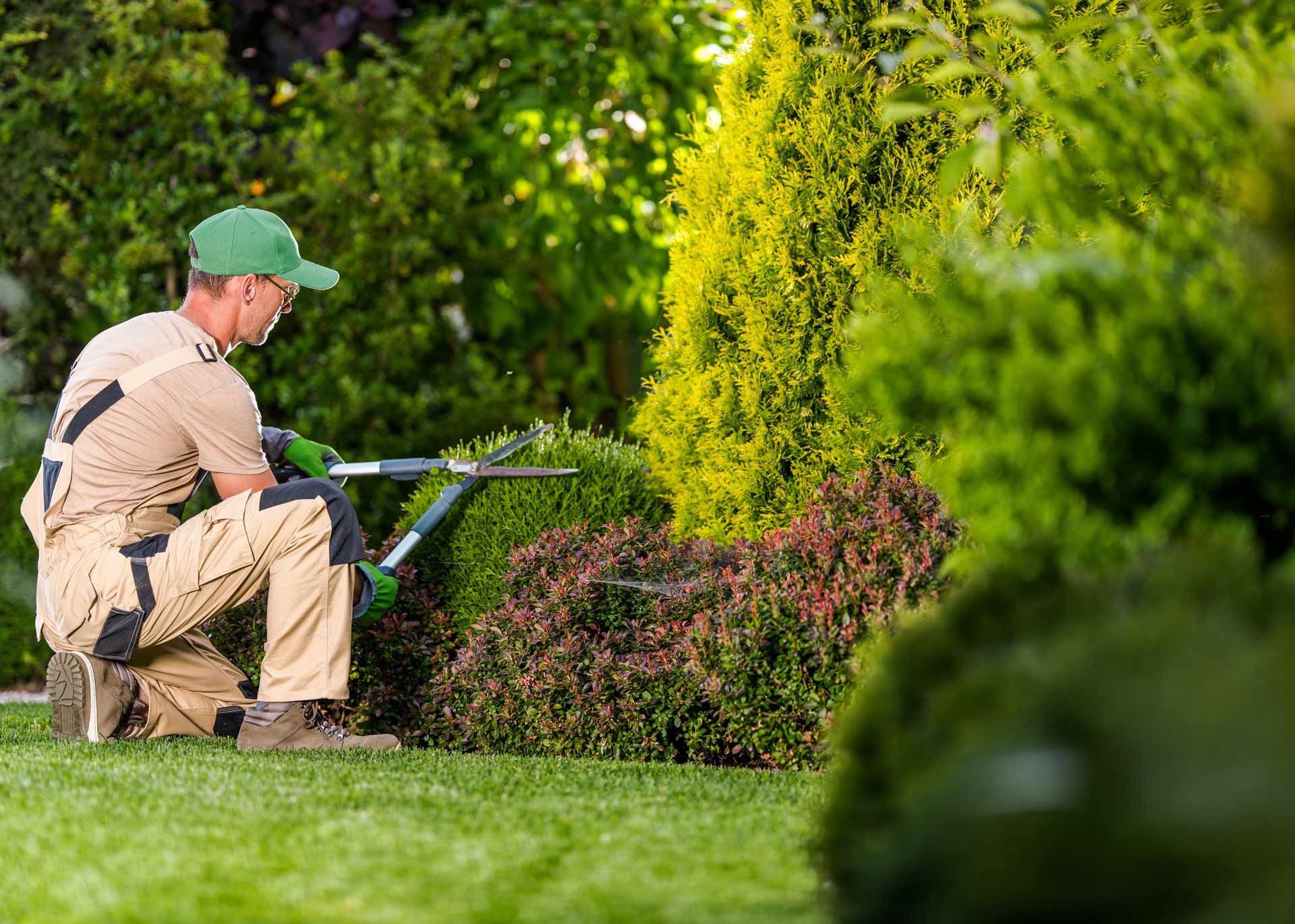  Shrub Trimming